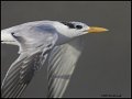 _7SB9794 royal tern
